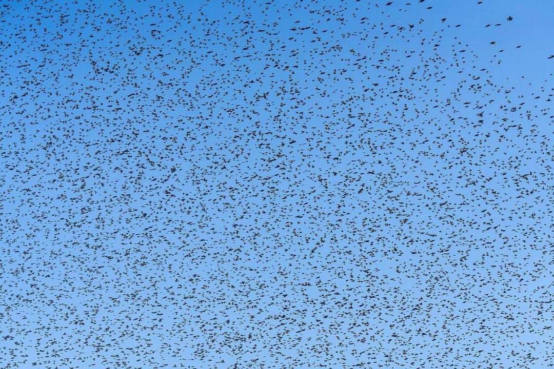 A starling murmuration at dusk — thousands of birds producing one coherent pattern, the classic image of systems thinking (photo: Skander zarrad, Wikimedia Commons, CC BY-SA 4.0)