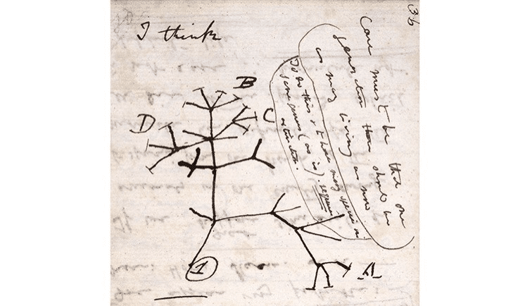 Darwin's first sketch of the tree of life (1837).