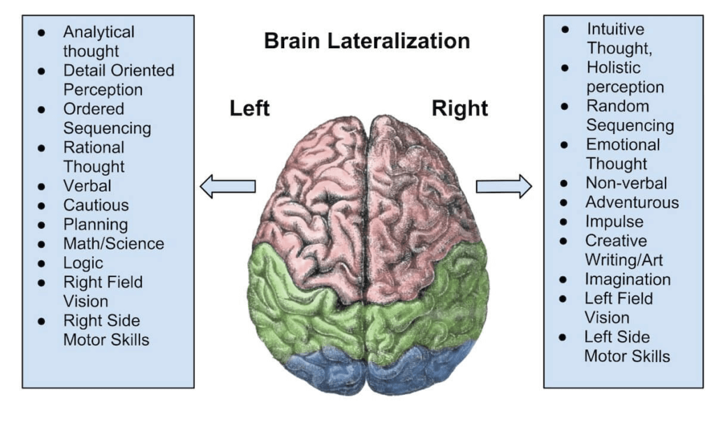 Brain Lateralization diagram.