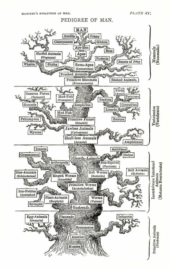 Pedigree of Man English