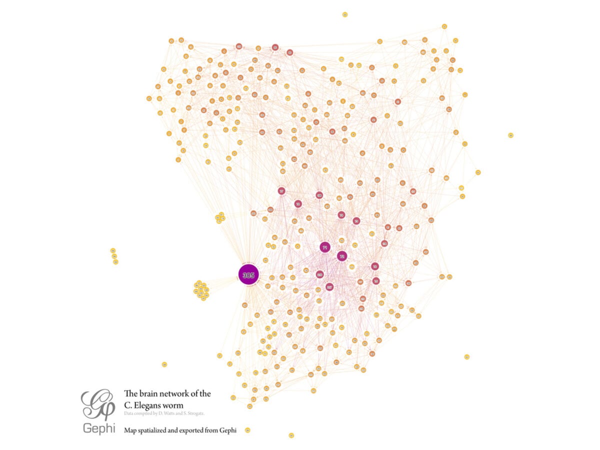 C. elegans neural network rendered as a graph of nodes and edges