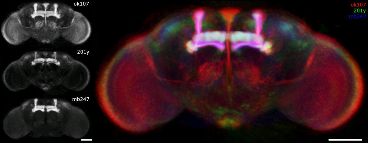 Drosophila melanogaster brain expression patterns