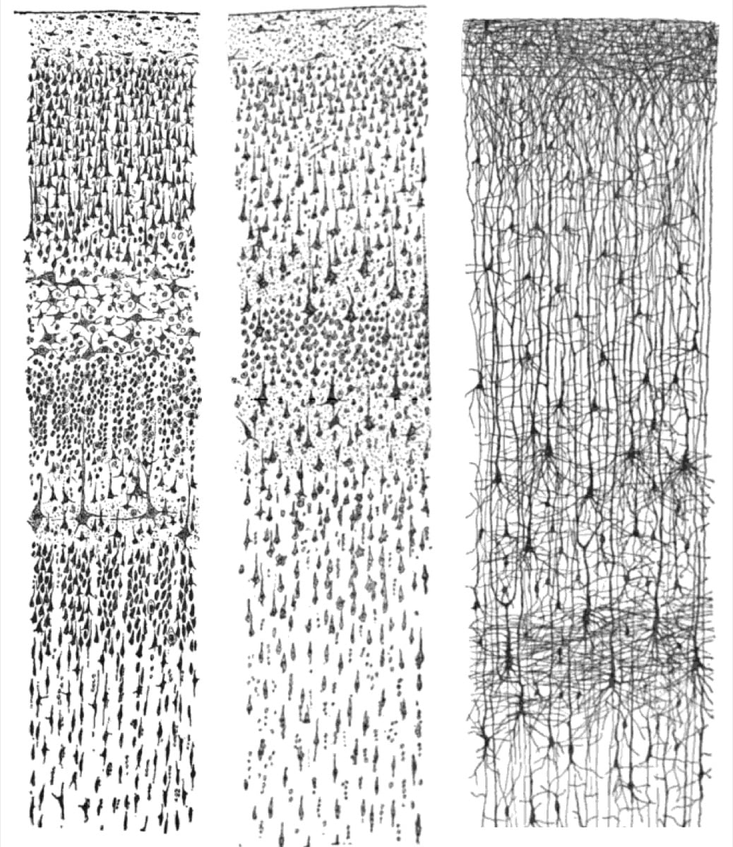 What is metacognition — thinking about thinking. Santiago Ramon y Cajal's public-domain neuron drawings, illustrating how the mind monitors, controls, and learns to learn, from engrams to AI reflection loops