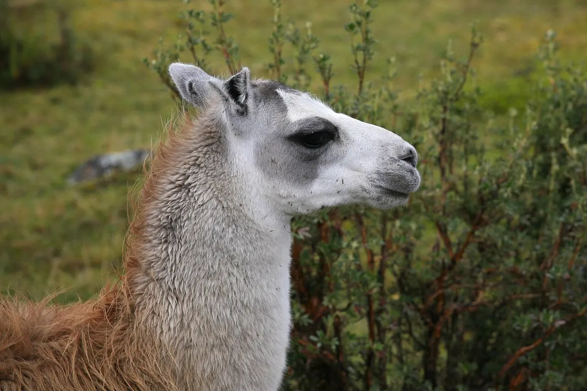 A llama portrait, the animal behind the name of Meta's LLaMA, the 2023 open-weight model whose leak started the open-source LLM boom