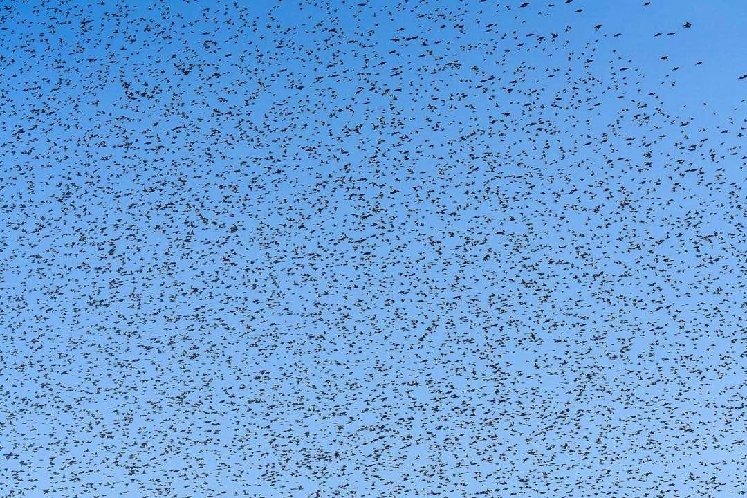 A starling murmuration at dusk — thousands of birds producing one coherent, leaderless pattern.
